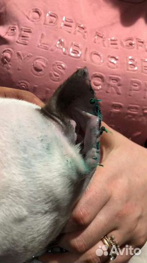 Стерилизация кошек, кастрация, купирование ушей