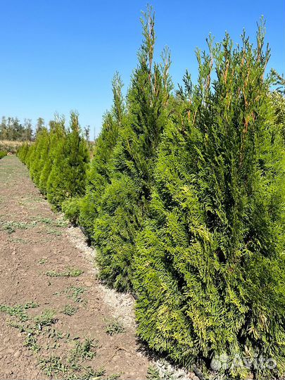 Саженцы декорация