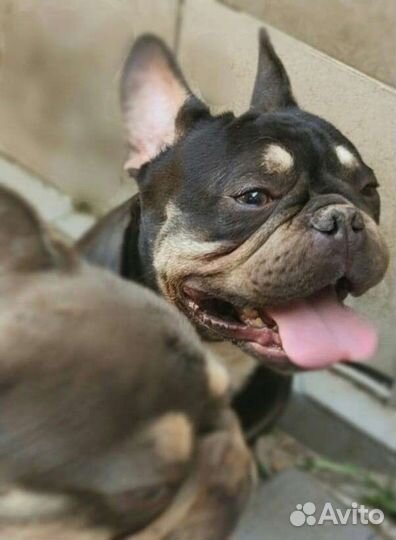 Шоколадно-подпалый кобель