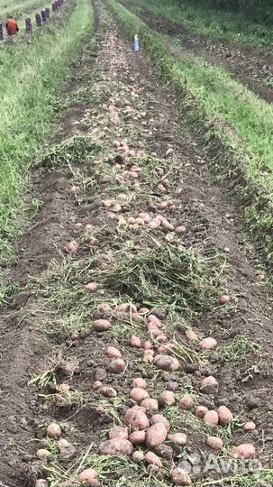 Семенной картофель