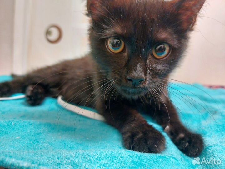 Кошки в добрые руки бесплатно