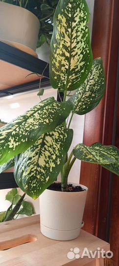 Диффенбахия