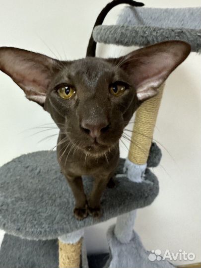 Ориентальная вязка