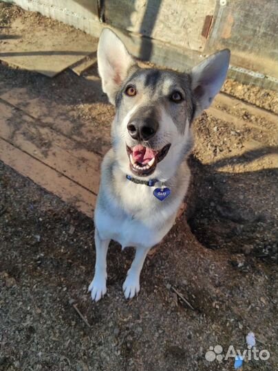 Собака Балу ищет дом и своего человека