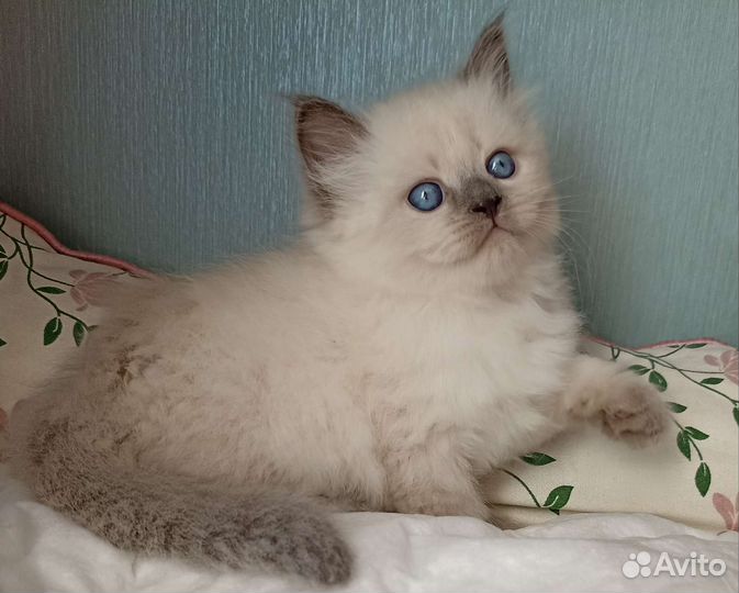 Пушистое счастье