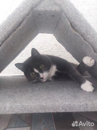 Кот в добрые руки