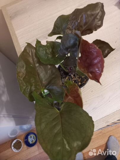 Сингониум клубничный лед