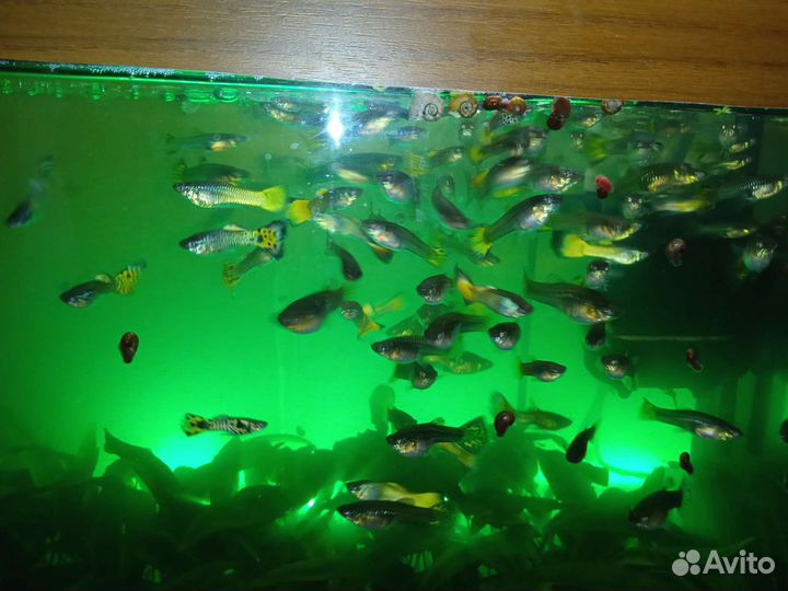 Аквариумные рыбки и растения в Казани