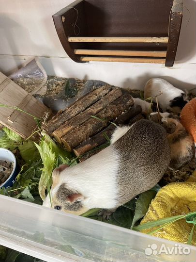 Морские свинки скинни,калифорния, ген скинни