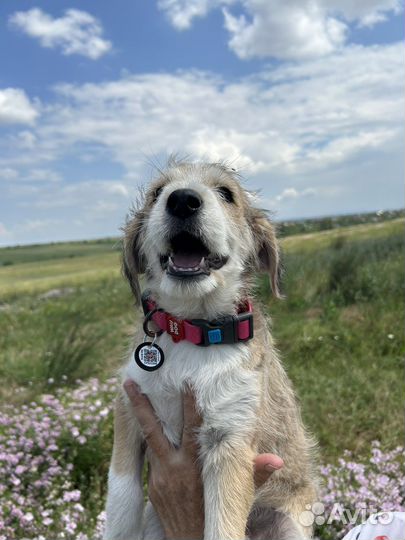 Щенок терьеристого типа в добрые руки