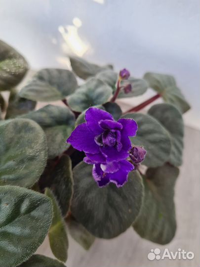 Темно-фиолетовые фиалки