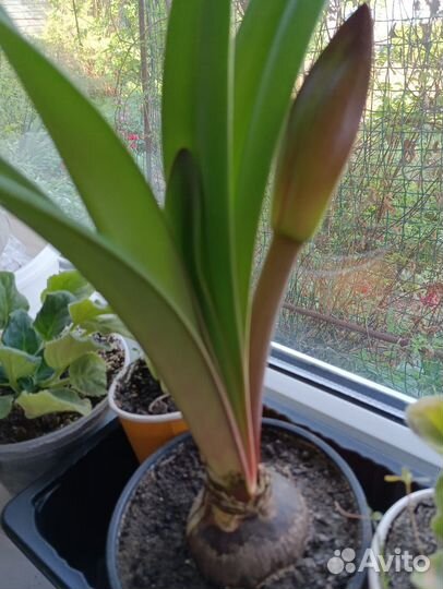 Гиппеаструм