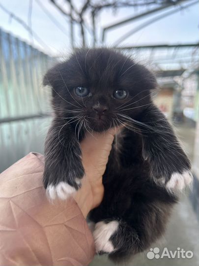 Британские котята
