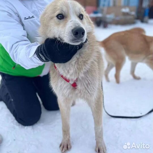 Собака в свой дом