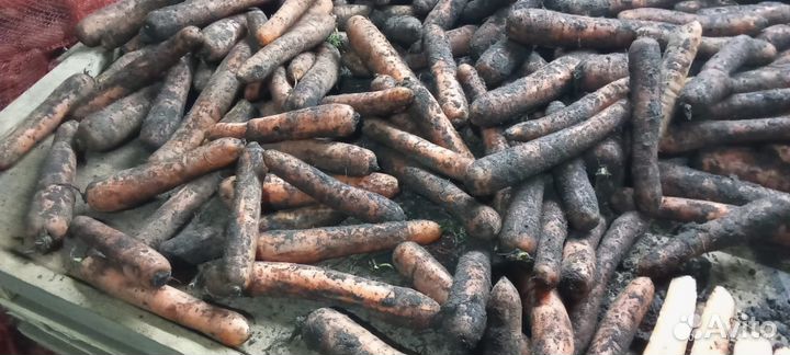 Морковь на корм животным