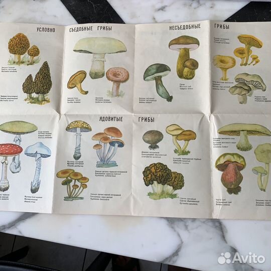 Грибы книги о грибах