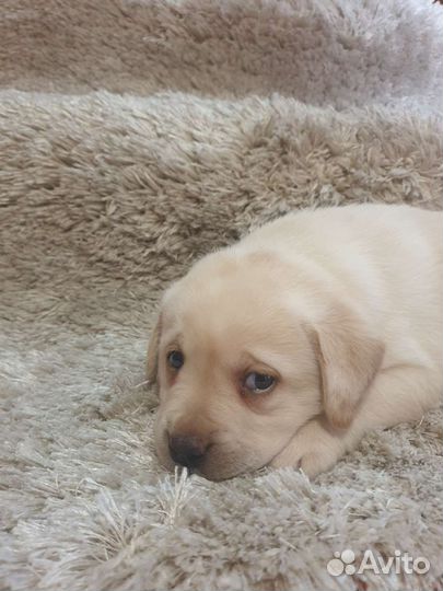 Щенки лабрадора