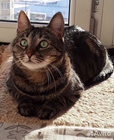 Кошечка «Обнимашечка-Целовашечка» в дар в добрые р