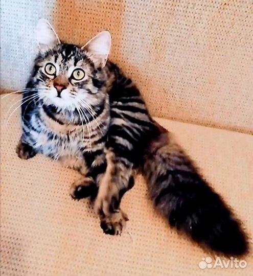 Красавец пушистик Каспер