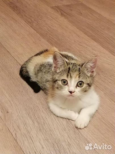 Шотландская кошка