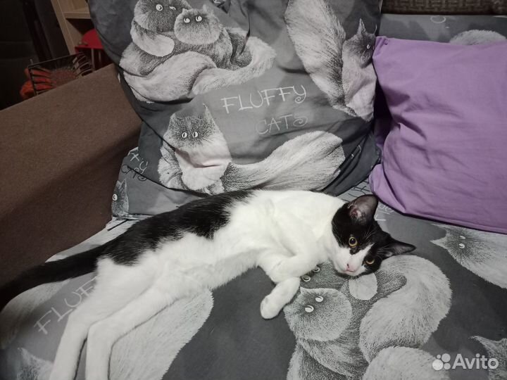 Котёнок в добрые руки