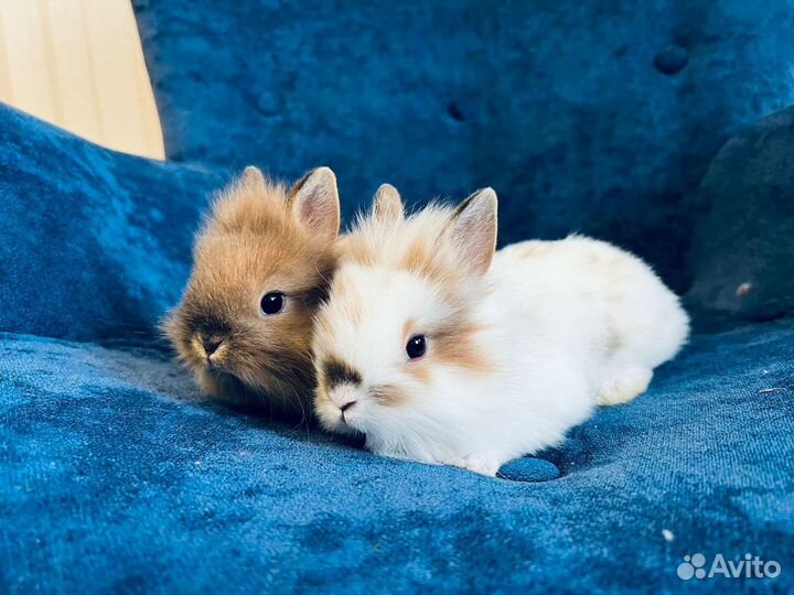 Кролик мини карликовый