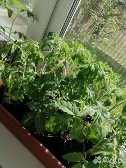 Рассада помидор