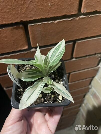 Традесканция ivory hill