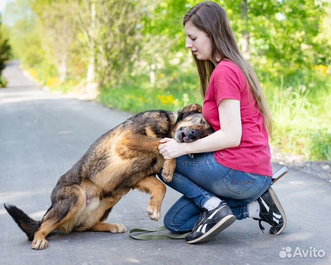 Большой, статный и очень добрый мальчик в дар