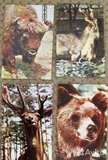 Советские открытки - Московский зоопарк