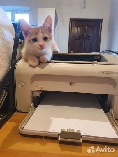 Кошки в добрые руки бесплатно