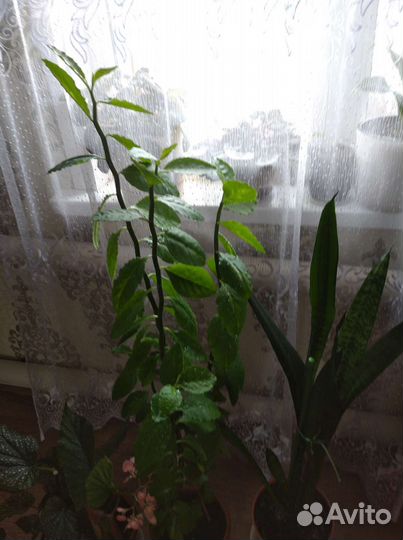 Замиокулькас