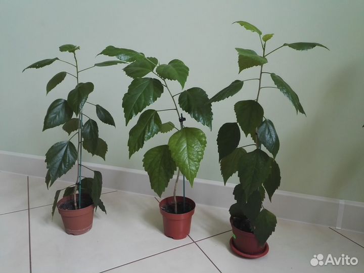 Гибискус китайский