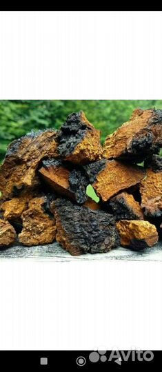Березовый гриб чага