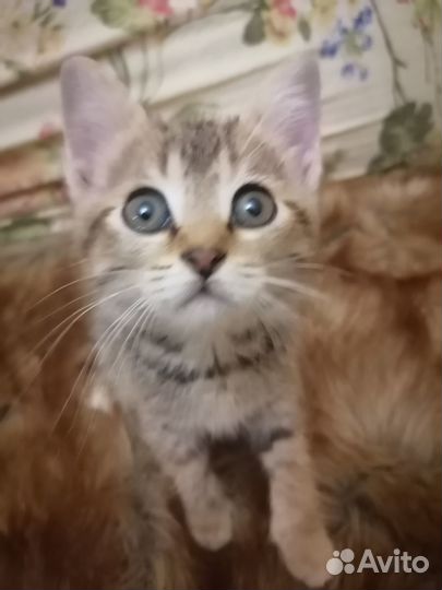 Бесплатно котенок Гав