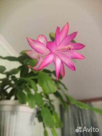 Декабрист шлюмбергера