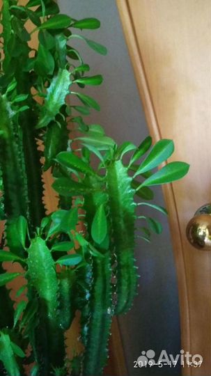 Молочай Эуфорбия