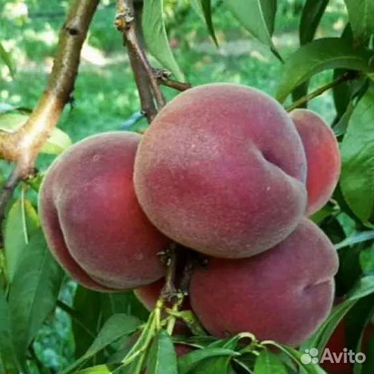 Саженцы Персика Роял Саммер