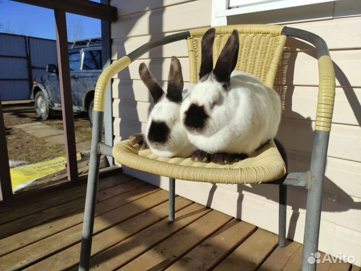 Самки калифорнийца