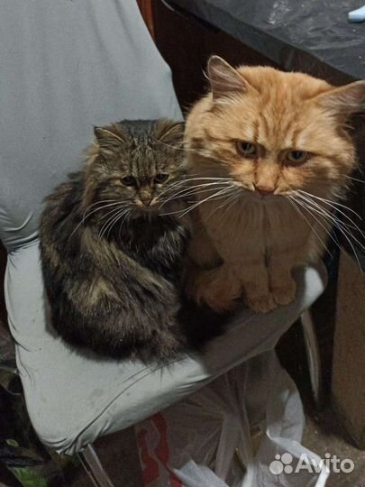 Кот и кошка ищут дом. С доставкой