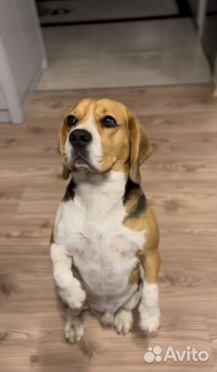 Передержка собак и кошек