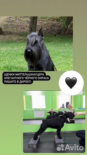 Миттельшнауцер черный, РКФ