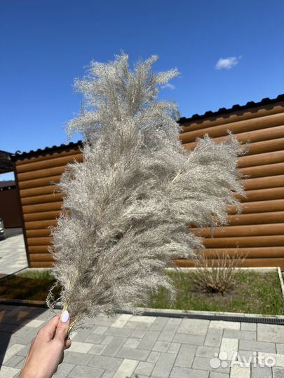 Кортадерия, пампасная трава, сухоцветы