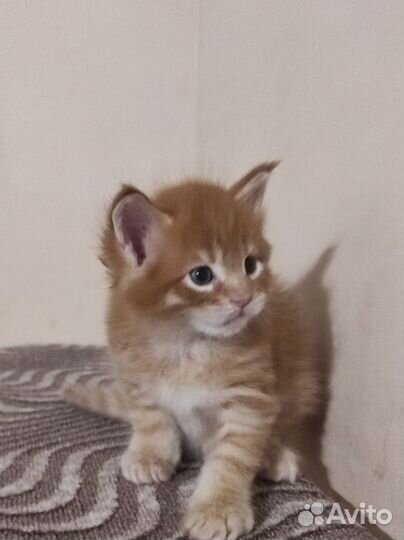 Котята мейн-кун