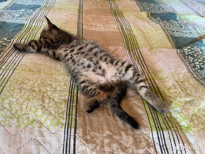 Маленькое чудо ищет дом