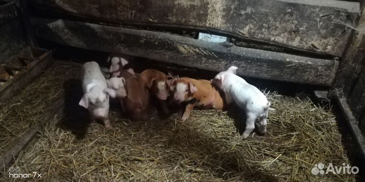 Поросята породы дюрок ландрас