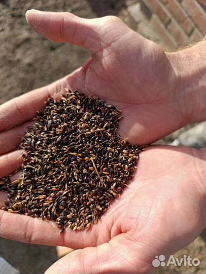 Семена суданки