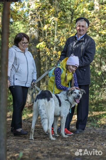 Собаки Снежинка