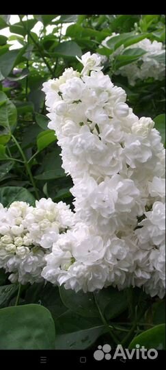 Продам саженцы сирени