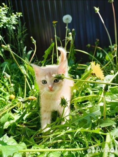 Котик в добрые руки
